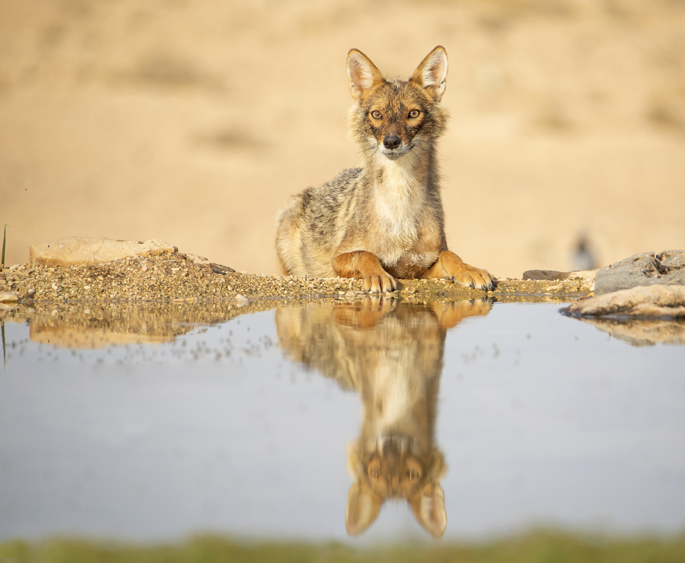 Golden Jackal 2 von Shlomo Waldmann