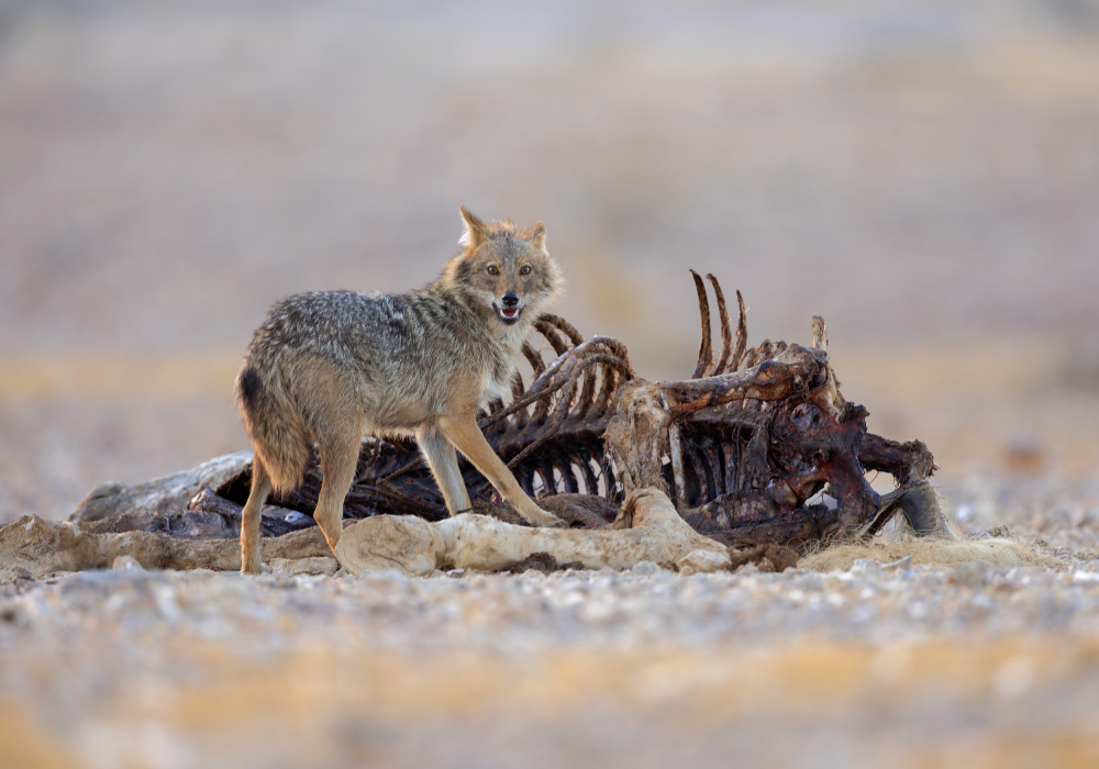 Golden Jackal von Shlomo Waldmann