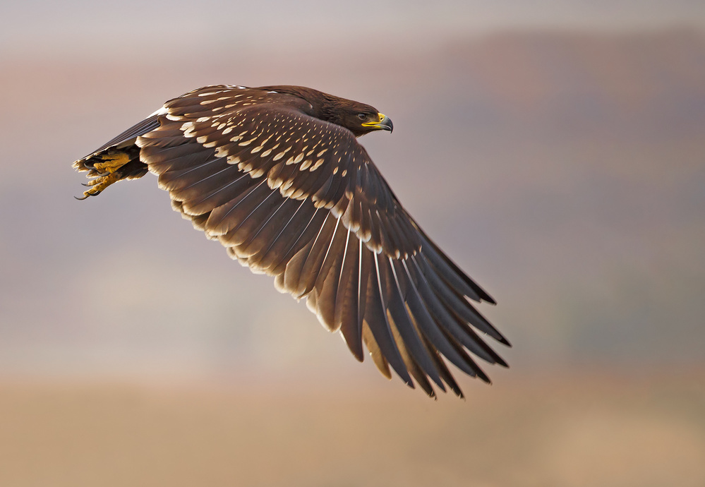 Greater Spotted Eagle von Shlomo Waldmann