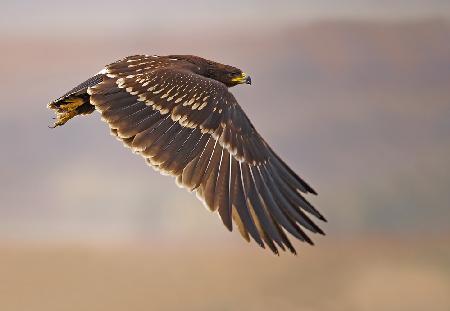 Greater Spotted Eagle