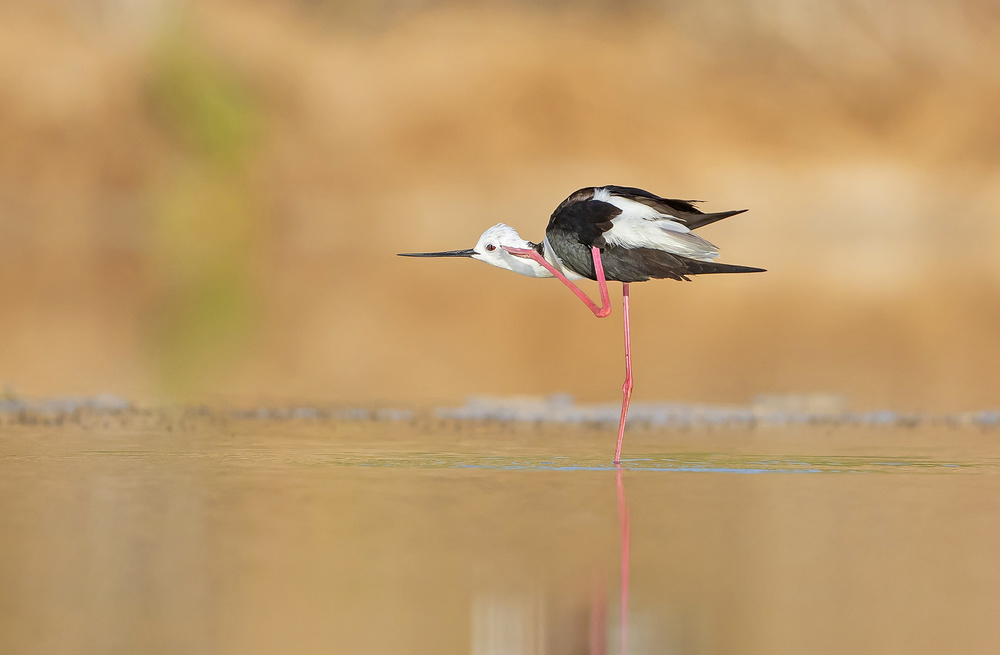 Salute to the Photographer von Shlomo Waldmann