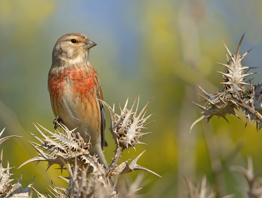 Linnet von Shlomo Waldmann