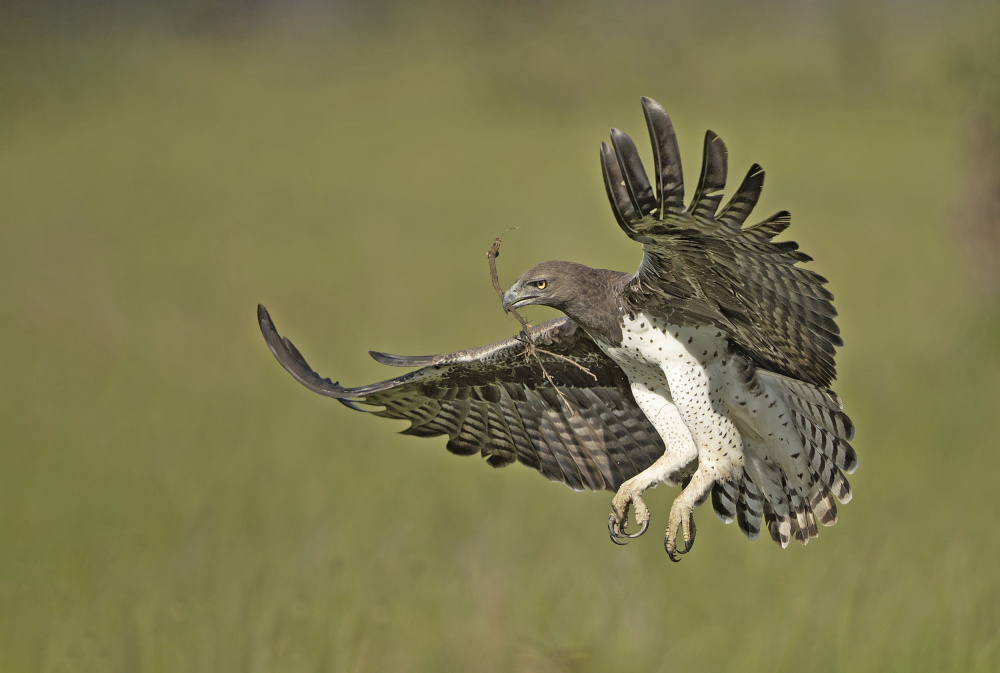 Martial Eagle von Shlomo Waldmann