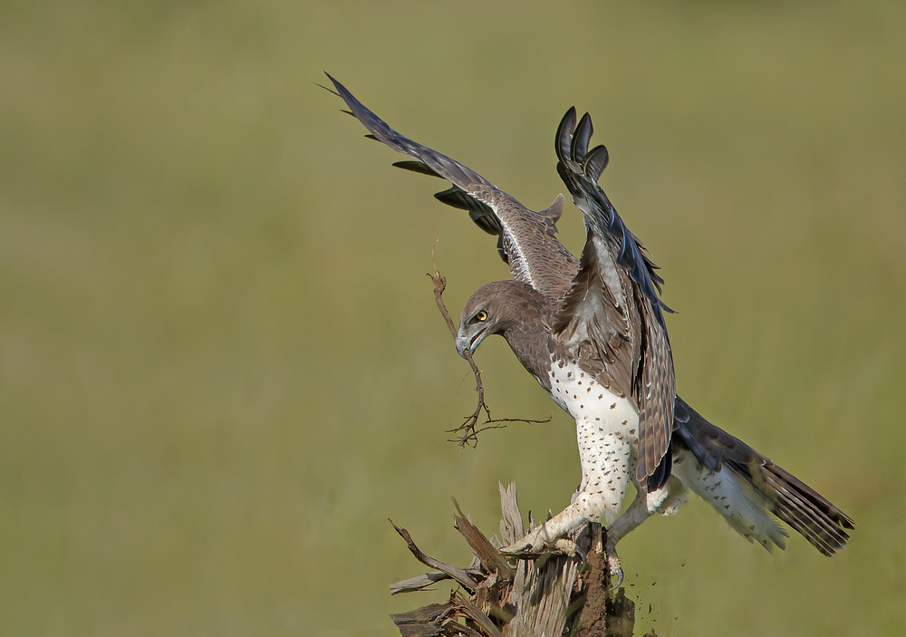 Martial Eagle - Huge one von Shlomo Waldmann