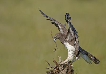 Martial Eagle - Huge one