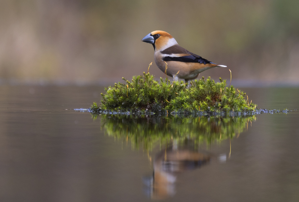 Hawfinch von Shlomo Waldmann