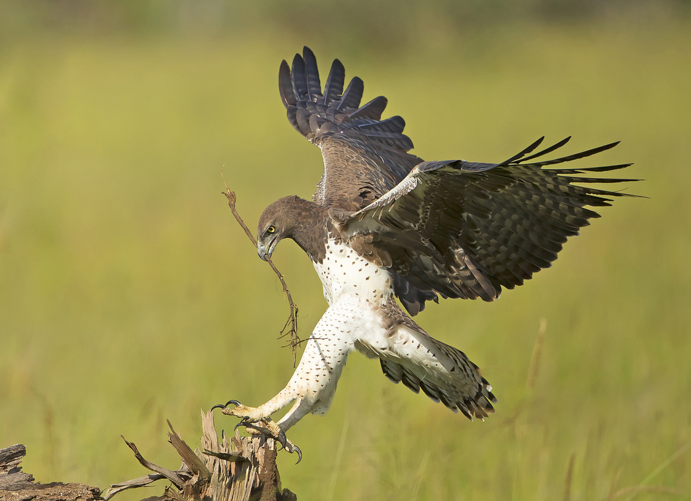 Landing von Shlomo Waldmann