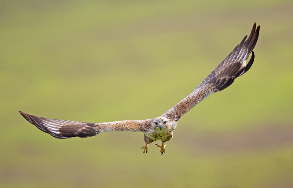 Long-legged Buzzard von Shlomo Waldmann