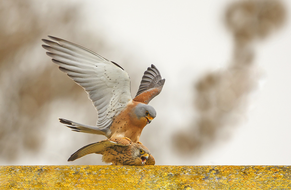 Love of Lesser Kestrels von Shlomo Waldmann