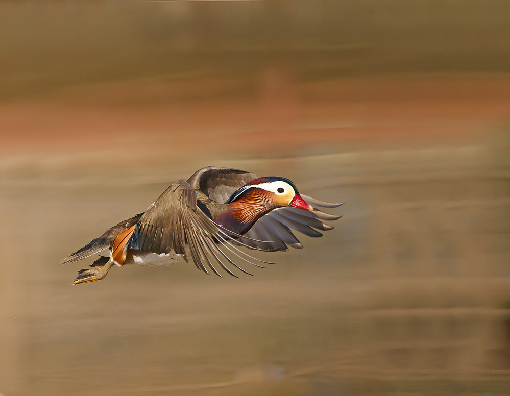 Mandarin Duck von Shlomo Waldmann