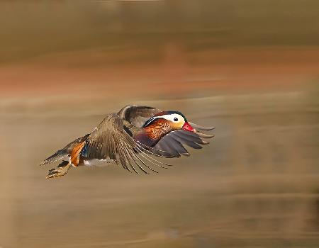 Mandarin Duck