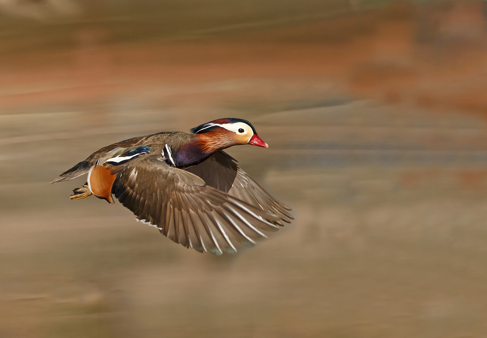 Mandarin Duck von Shlomo Waldmann