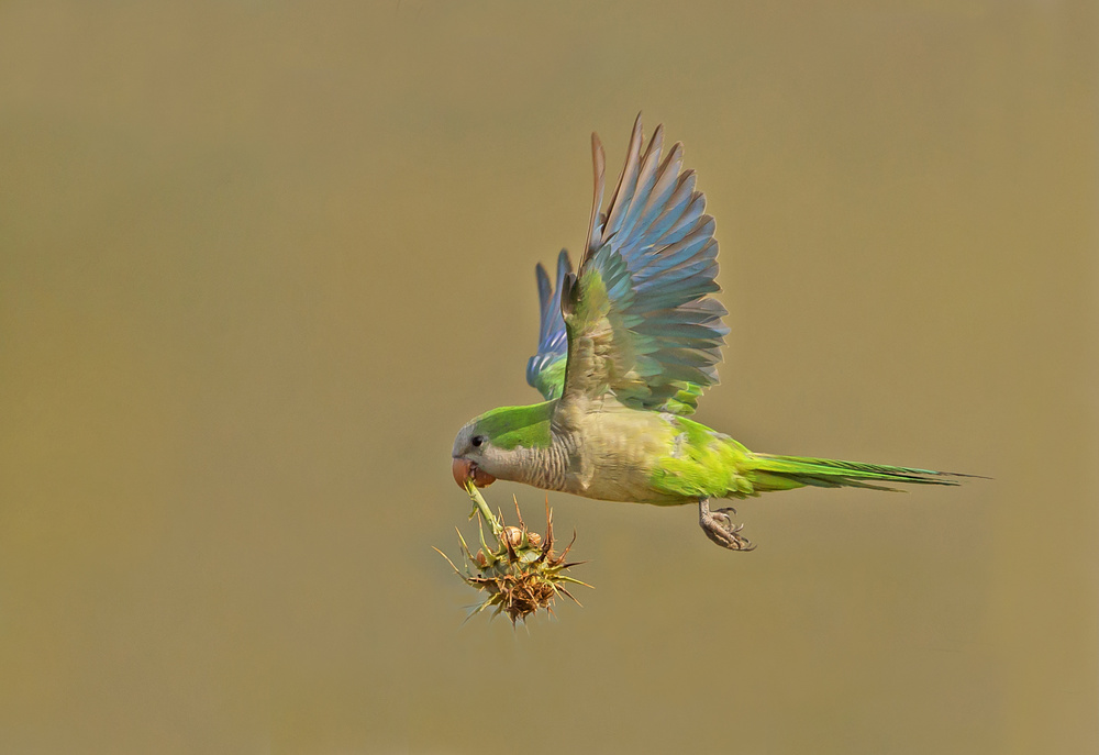 Monk Parakeet von Shlomo Waldmann