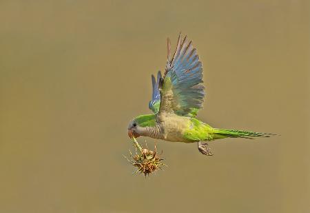 Monk Parakeet