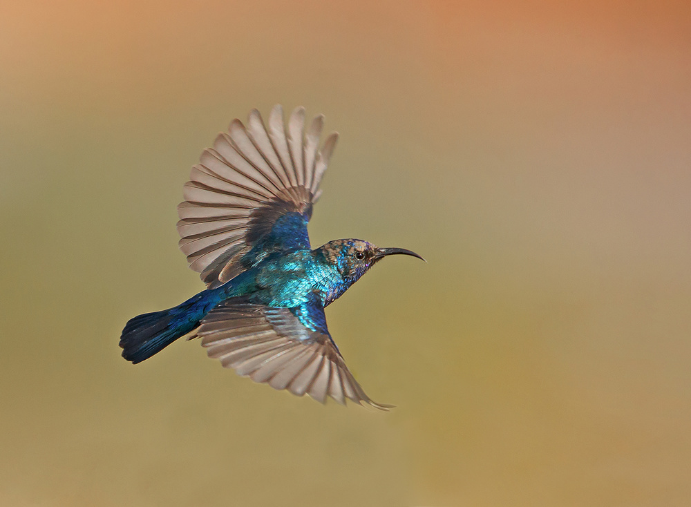 Sunbird Male von Shlomo Waldmann