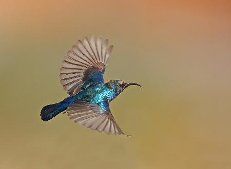 Sunbird Male