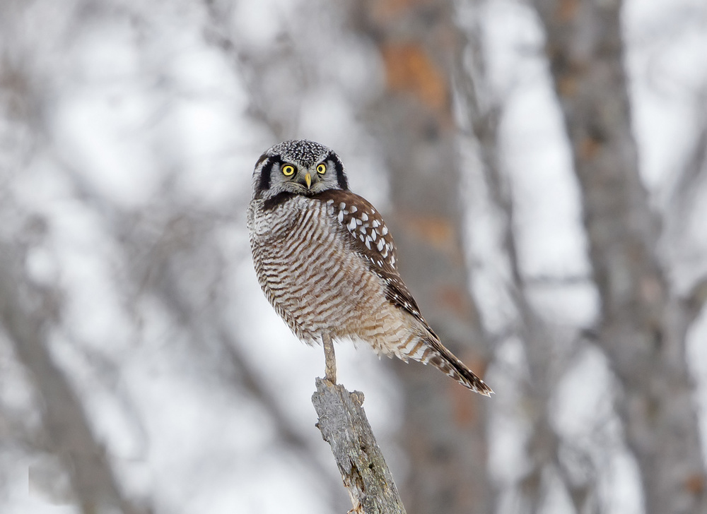 Northern Hawk Owl von Shlomo Waldmann