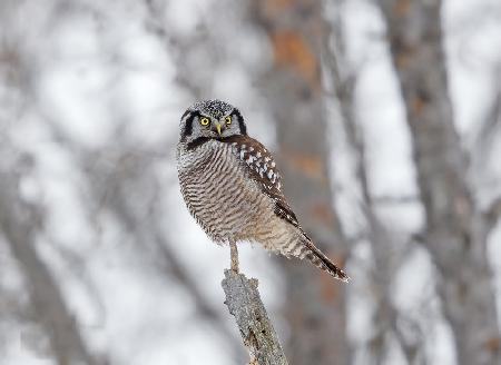 Northern Hawk Owl