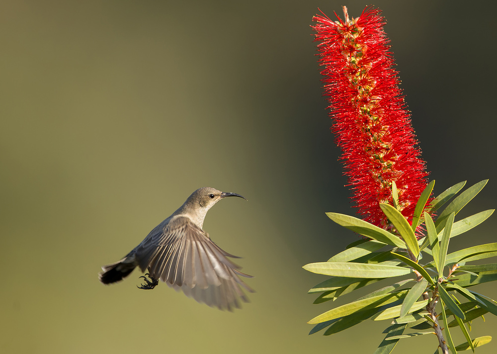 Palestine Sunbird with Kalistemon von Shlomo Waldmann