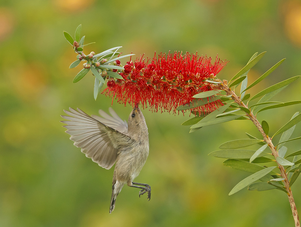 Palestine Sunbird with Kalistemon von Shlomo Waldmann