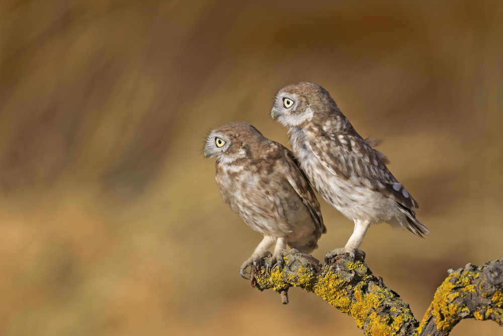 Profile of pair von Shlomo Waldmann