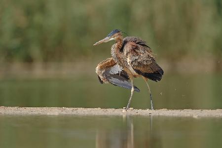 Purple Heron , after a deep bath..