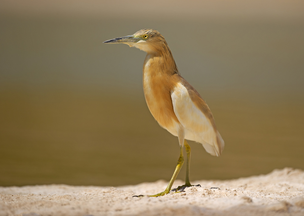 Squacco Heron von Shlomo Waldmann