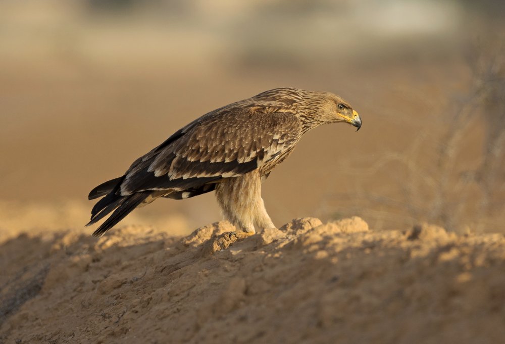 Imperial Eagle von Shlomo Waldmann