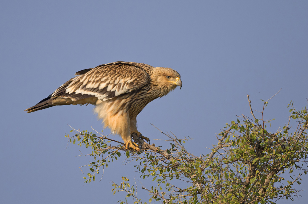 Imperial Eagle von Shlomo Waldmann