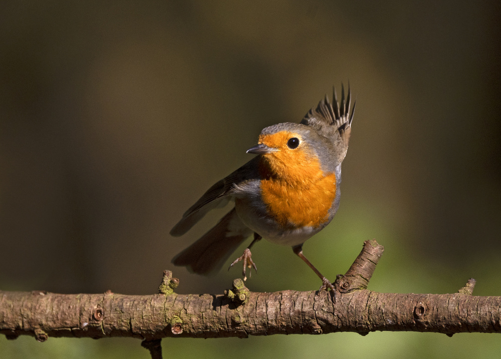 Robin in a twist von Shlomo Waldmann