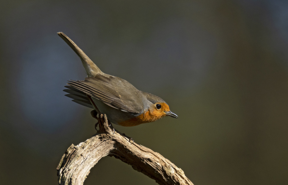 Robin attempt to jump von Shlomo Waldmann