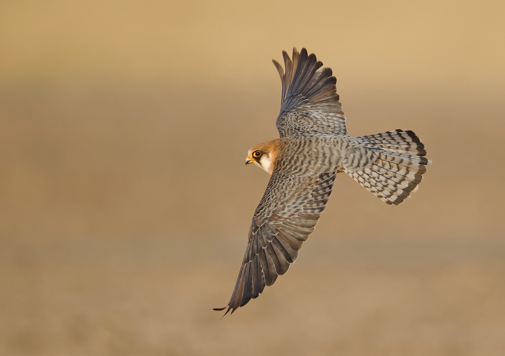 Red-footed Falcon BOF von Shlomo Waldmann