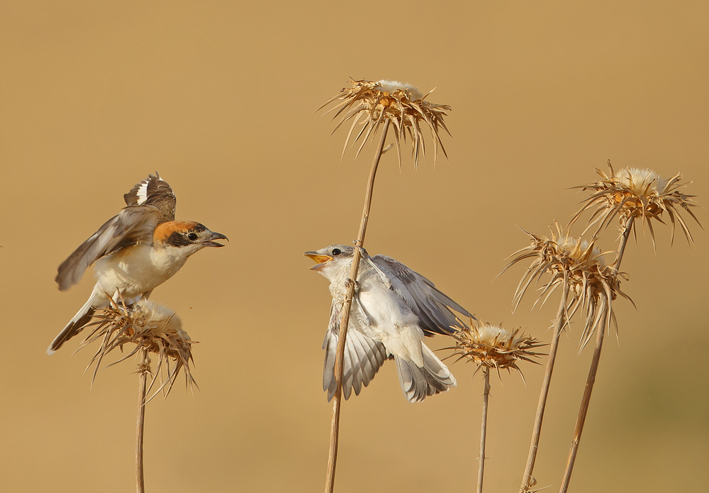 Woodchat Shrike von Shlomo Waldmann