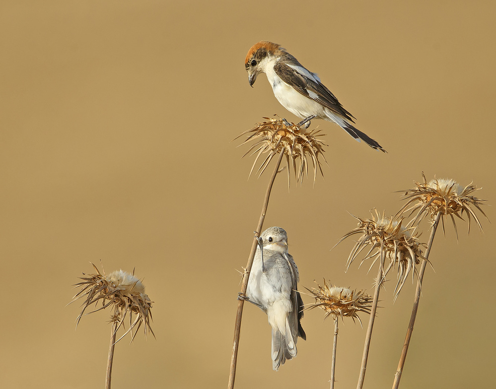 Woodchat Shrike von Shlomo Waldmann