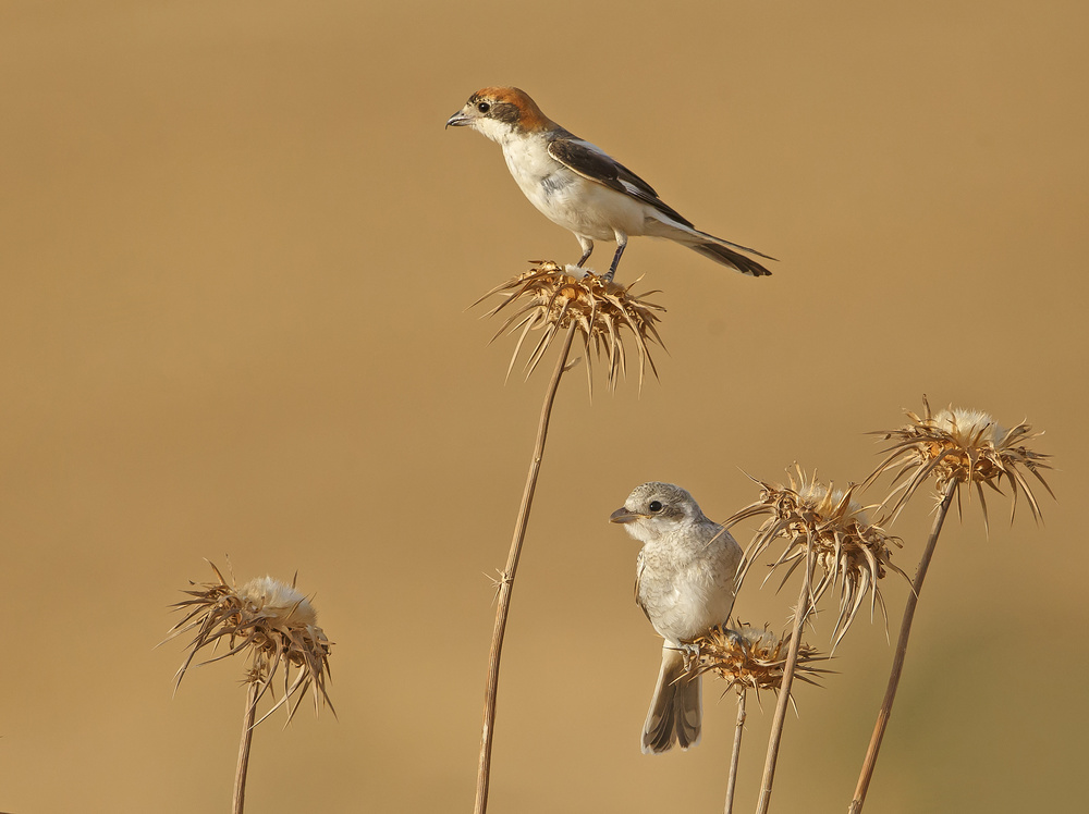 Woodchat Shrike , Grownup and Juvenile von Shlomo Waldmann