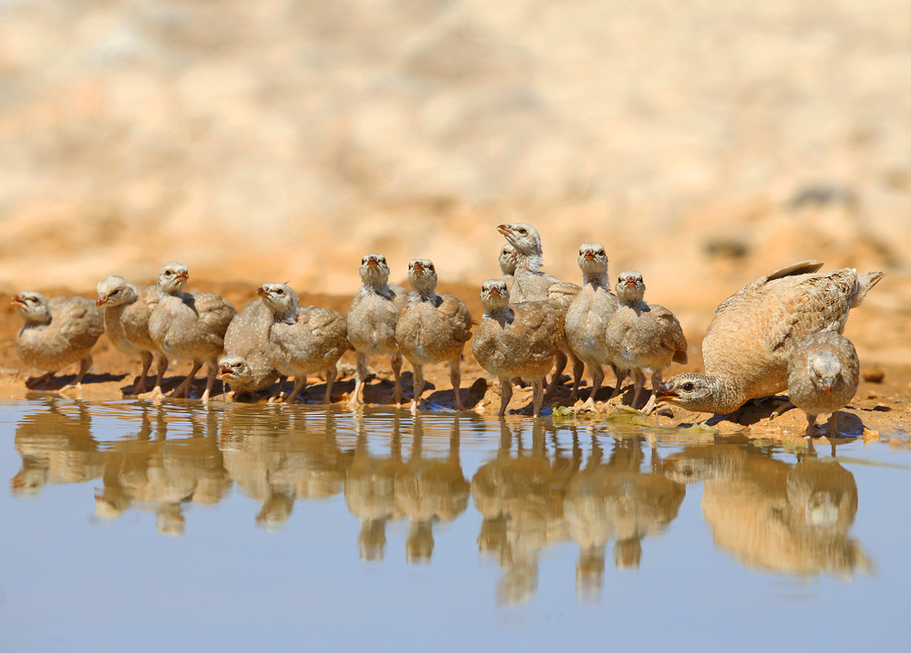 Sand-partridge Family2 von Shlomo Waldmann