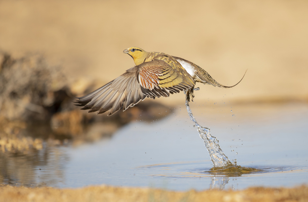 Pin-tailed Sandgrouse in a hurry... von Shlomo Waldmann