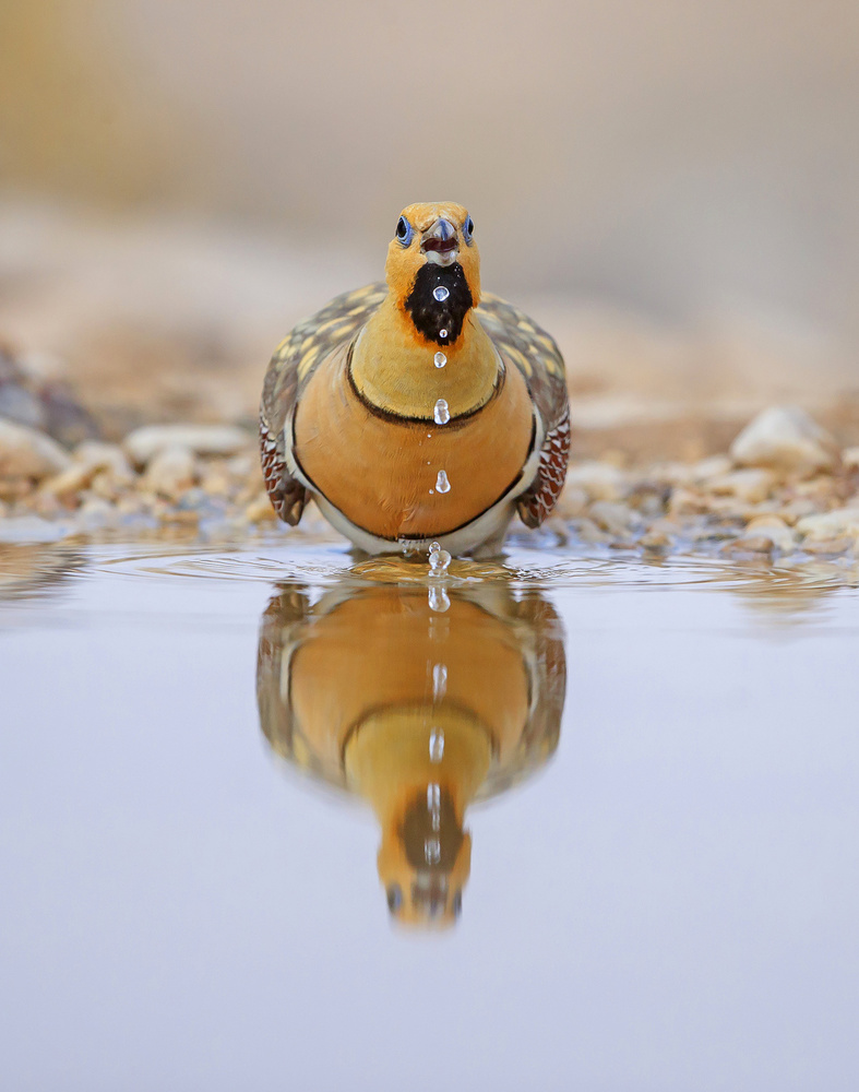 Pin-tailed Sandgrouse von Shlomo Waldmann