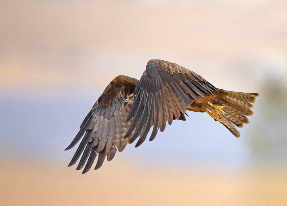 Black Kite von Shlomo Waldmann