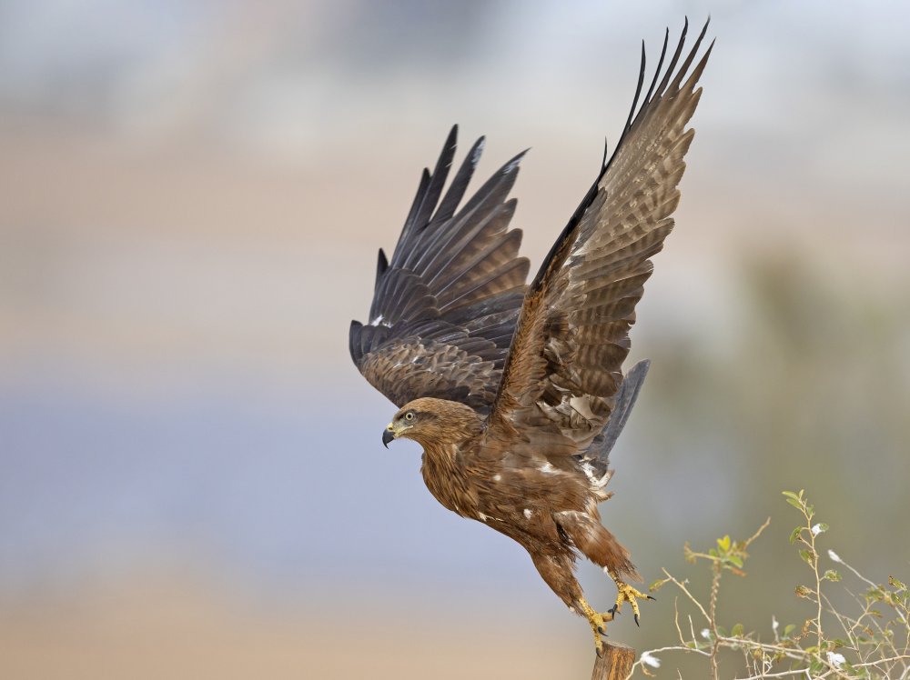 Black Kite von Shlomo Waldmann