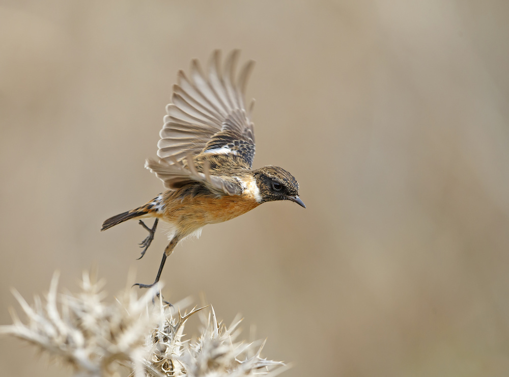 Stonechat von Shlomo Waldmann