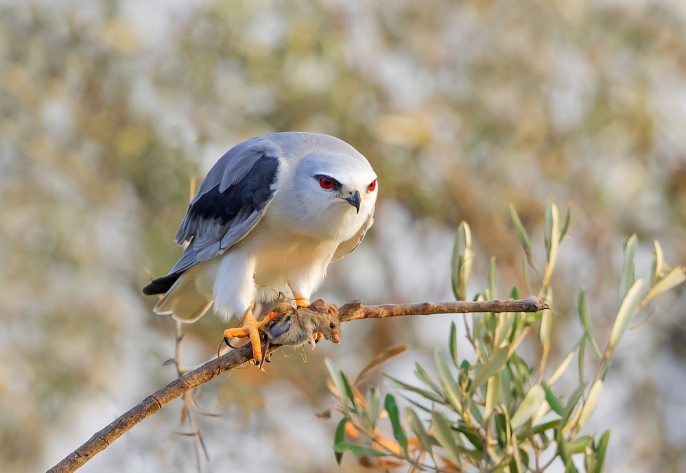 Black Shouldered Kite with a Vole von Shlomo Waldmann