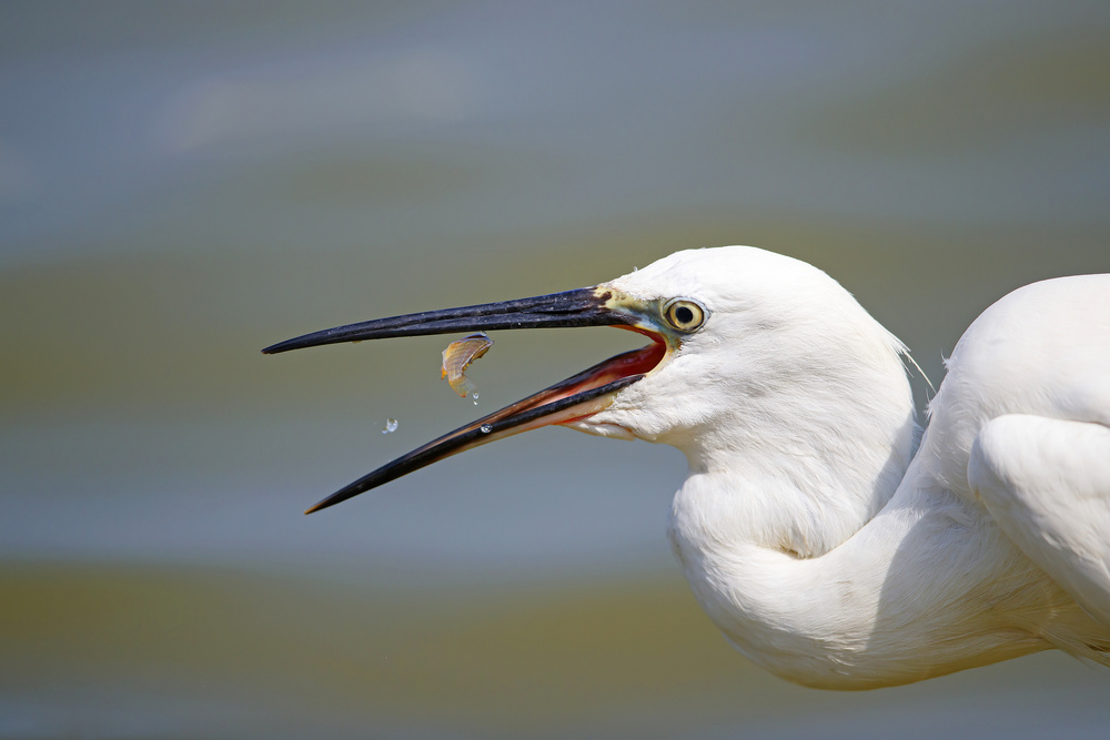 Little Egret with Lunch von Shlomo Waldmann