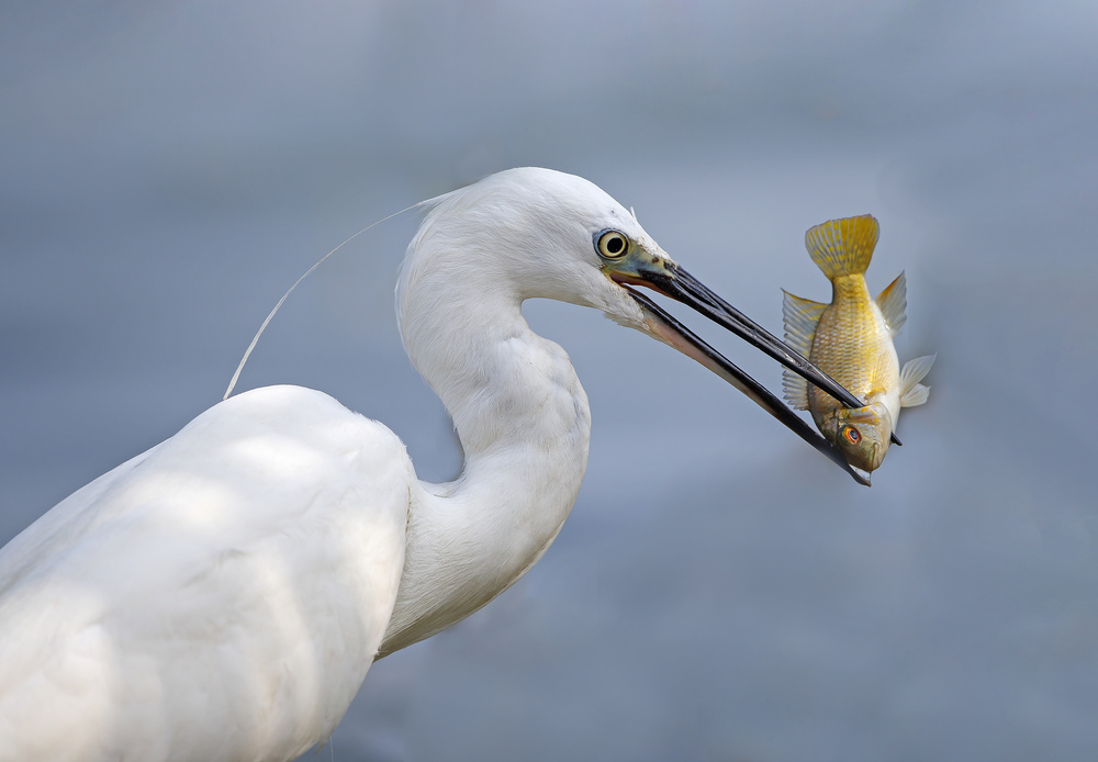 Little Egret with Tilapia von Shlomo Waldmann