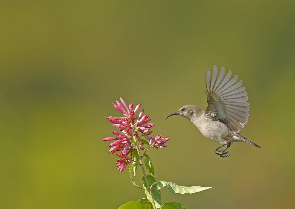 Sunbird von Shlomo Waldmann