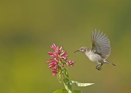 Sunbird