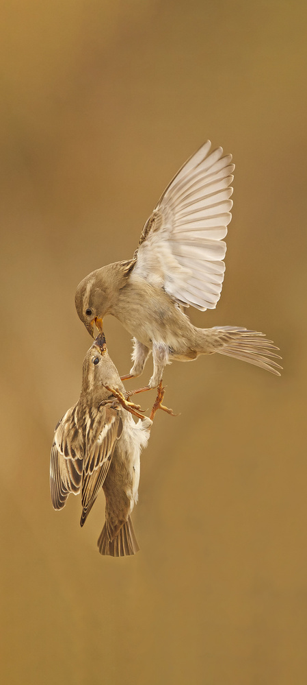 SPANISH KISS von Shlomo Waldmann