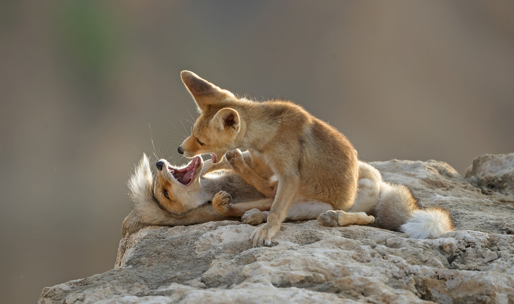 Play of Foxes von Shlomo Waldmann