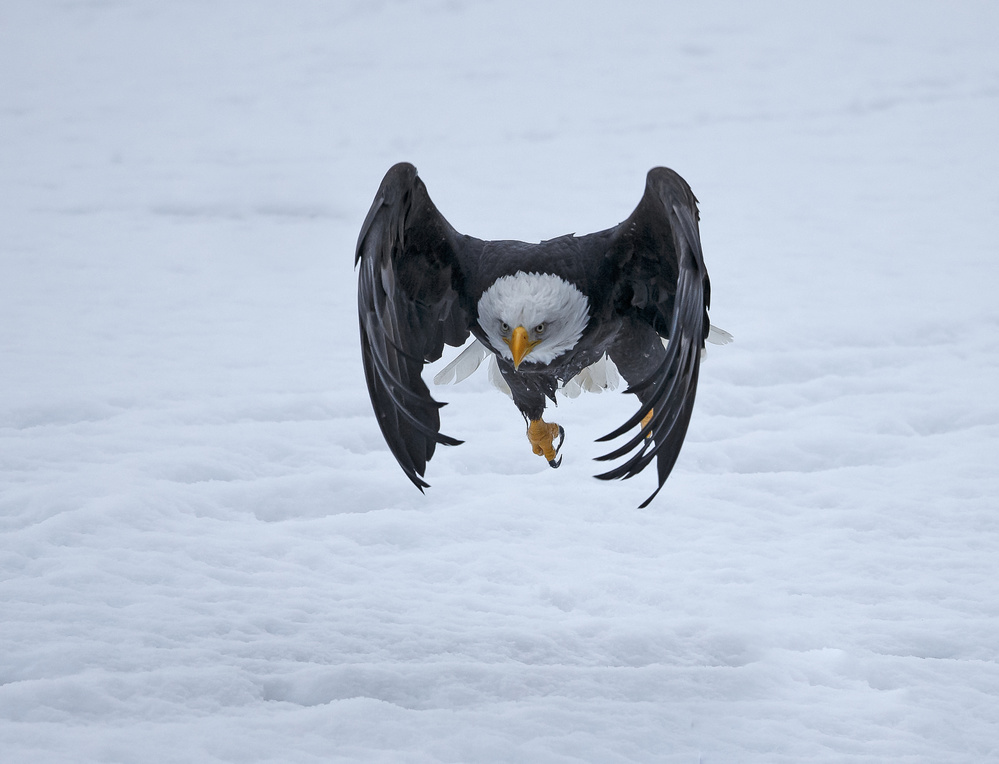 Bald Eagle takeoff von Shlomo Waldmann