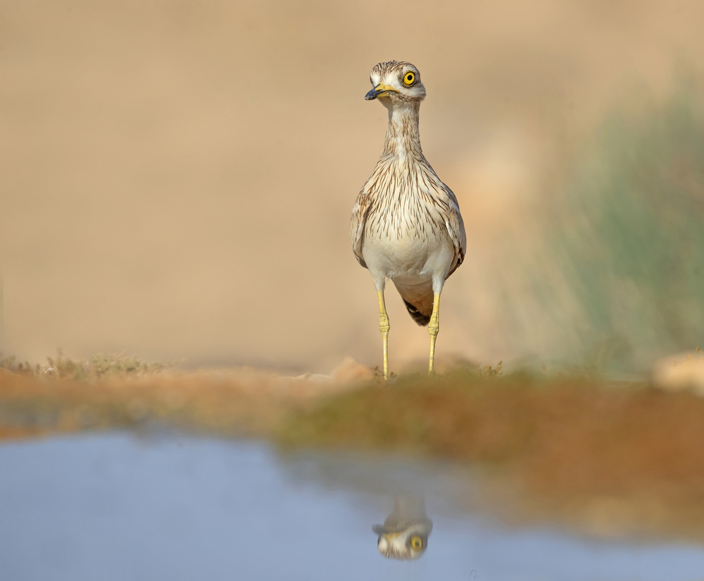 Stone-Curlew von Shlomo Waldmann